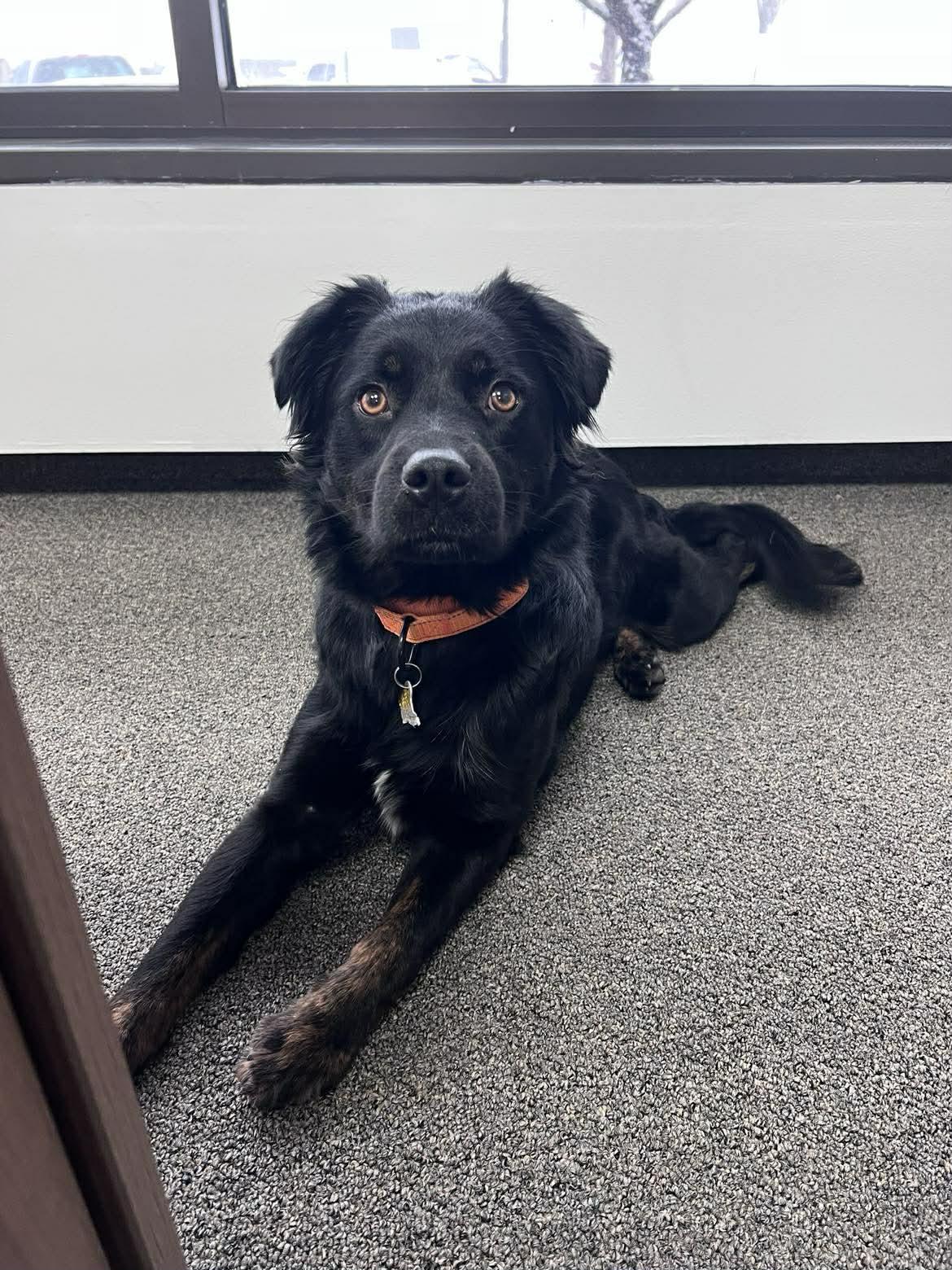 Yona, a Adoptable mixed breed in Salt Lake City, UT image 3/3