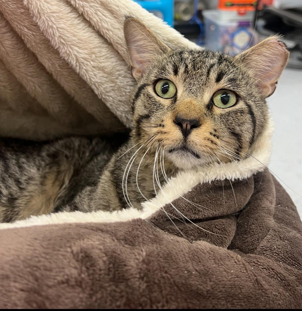 Enlarge Mr Big, a Adopted Tabby in Mount Clemens, MI image 1/2