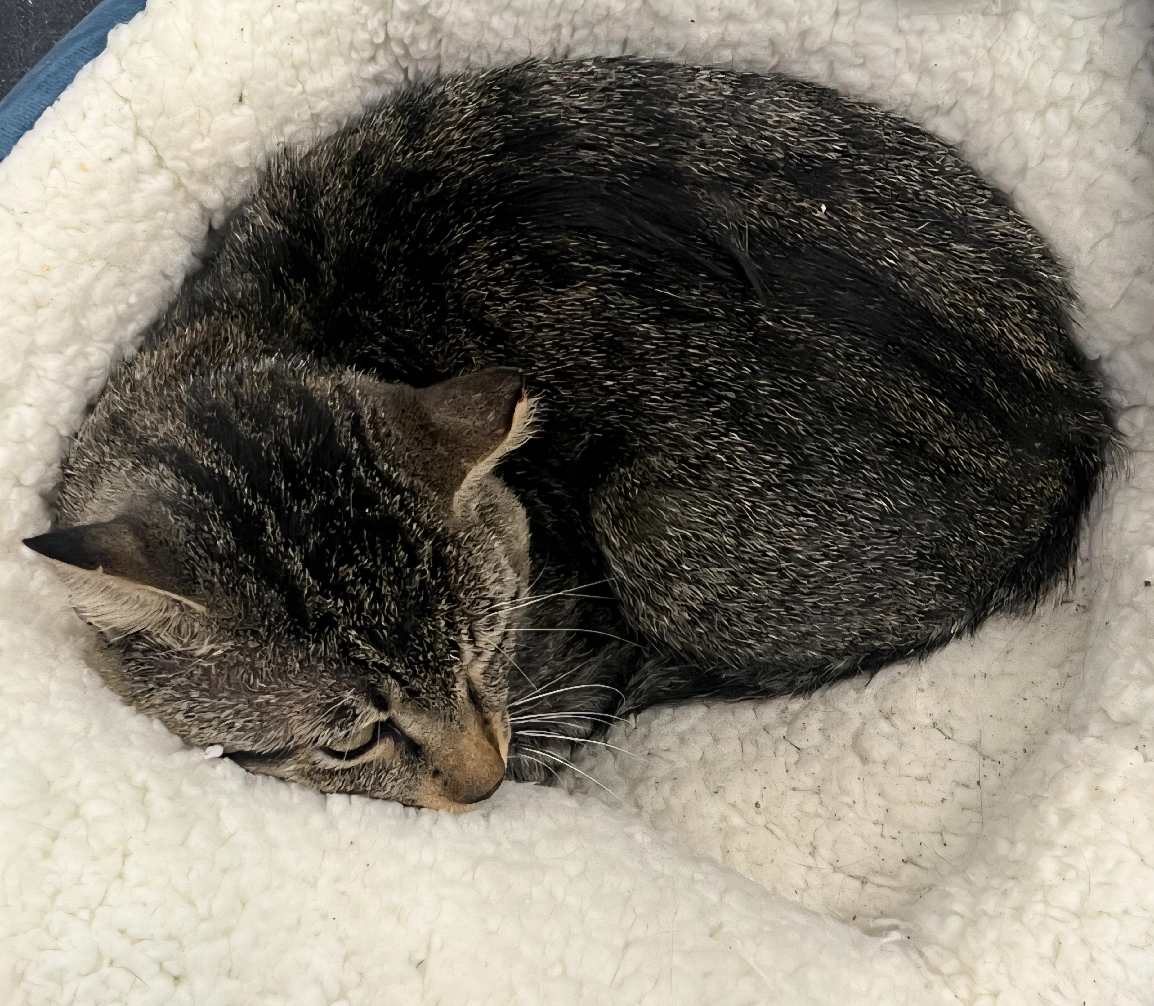 Enlarge Mr Big, a Adopted Tabby in Mount Clemens, MI image 2/2