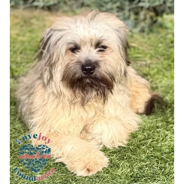 Cantaloupe COH, adopted, Puppy Male Lhasa Apso & Havanese.