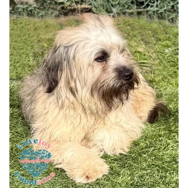 Enlarge Cantaloupe COH, an adopted mixed breed in Inglewood, CA image 2/2