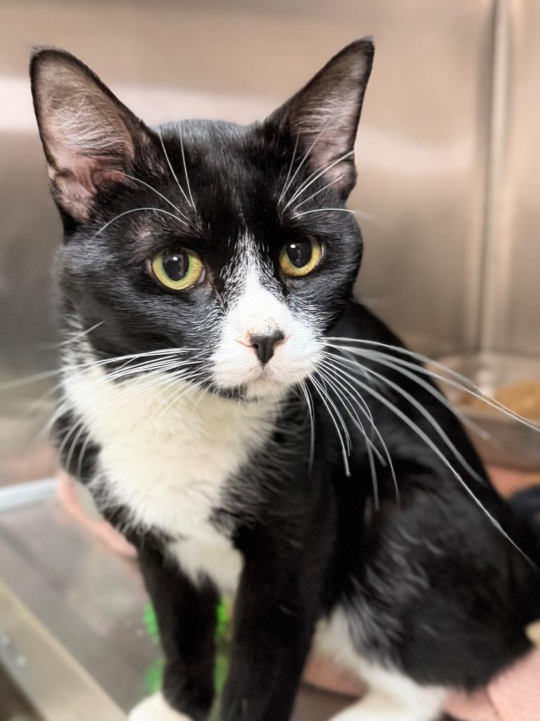 Frank, Adoptable, Young Male Domestic Short Hair.