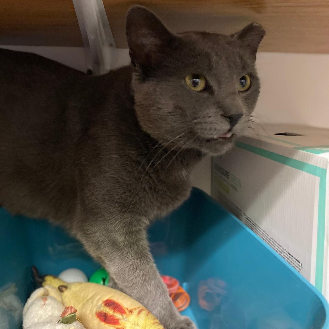 Blueberry, Adult Male Russian Blue