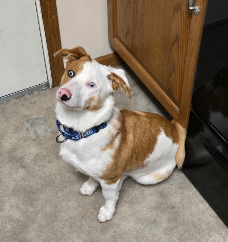 Rusty, an adoptable Corgi in Grand Island, NE, 68801 | Photo Image 1