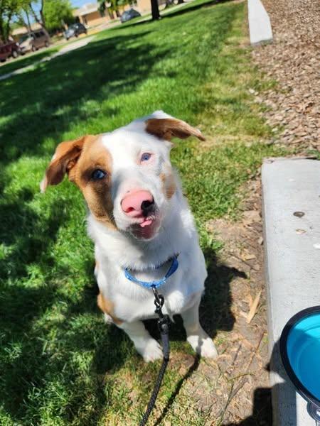 Rusty, an adoptable Corgi in Grand Island, NE, 68801 | Photo Image 2