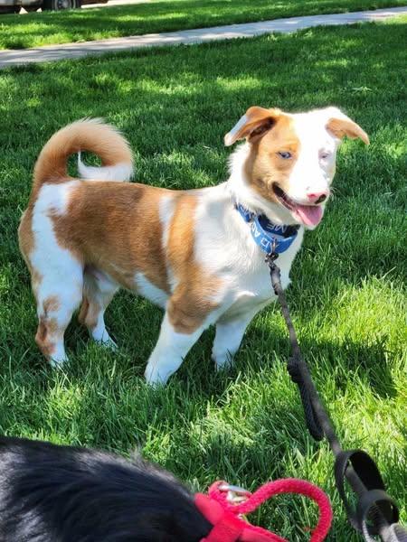 Rusty, an adoptable Corgi in Grand Island, NE, 68801 | Photo Image 4
