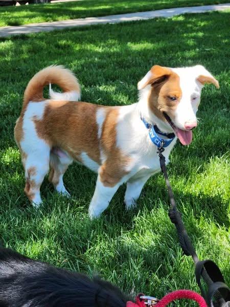 Rusty, an adoptable Corgi in Grand Island, NE, 68801 | Photo Image 3
