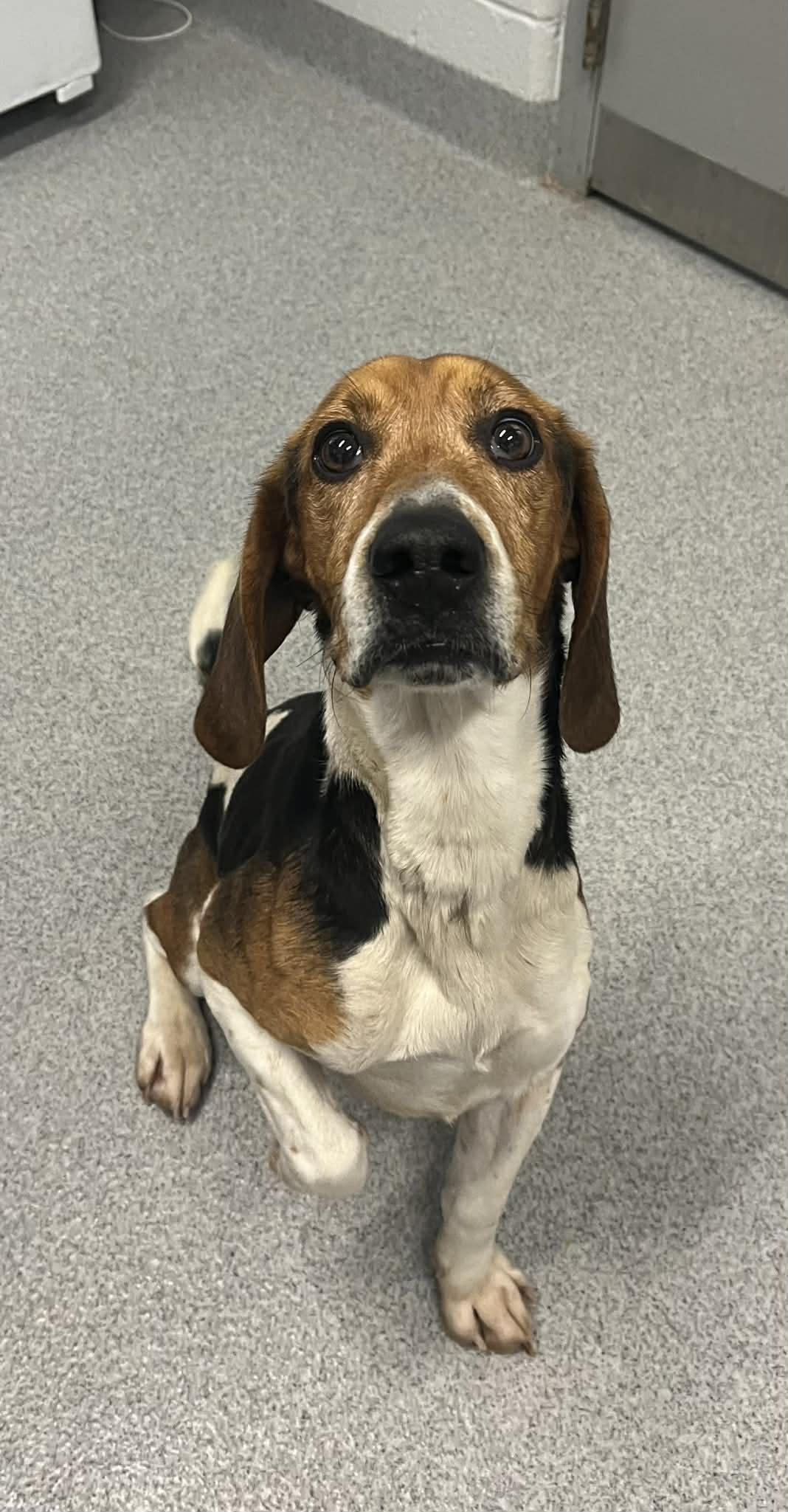 Enlarge Beckett, an adopted Beagle in Moundsville, WV image 1/1