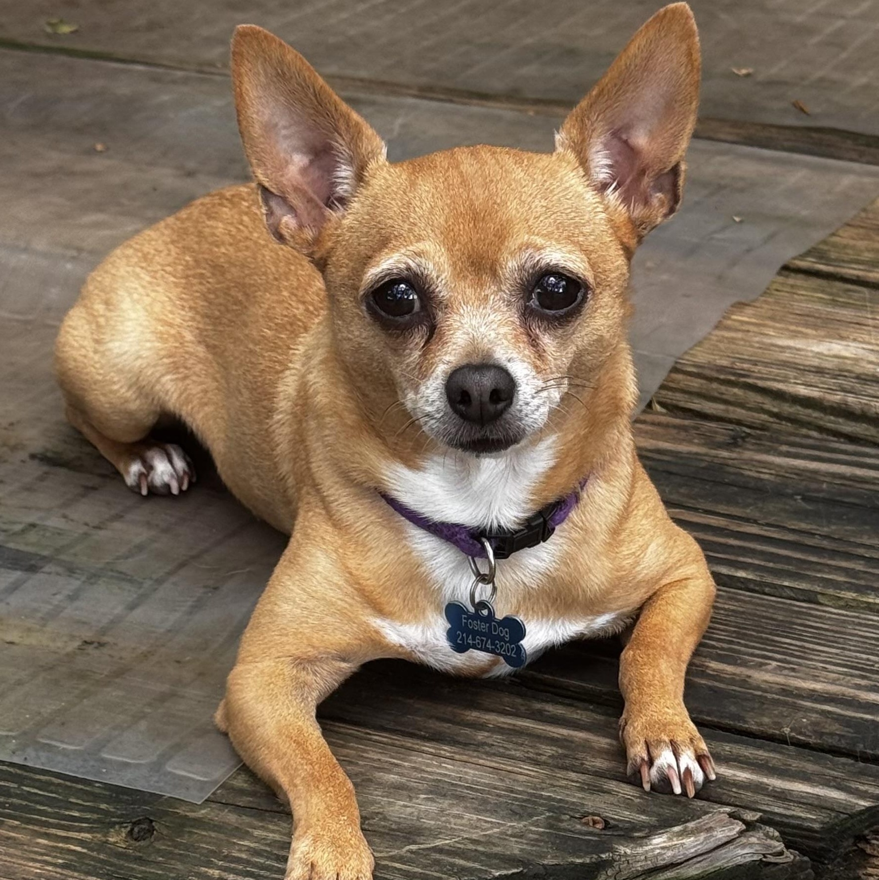 Enlarge Margie, a hold Chihuahua in Dallas, TX image 2/3