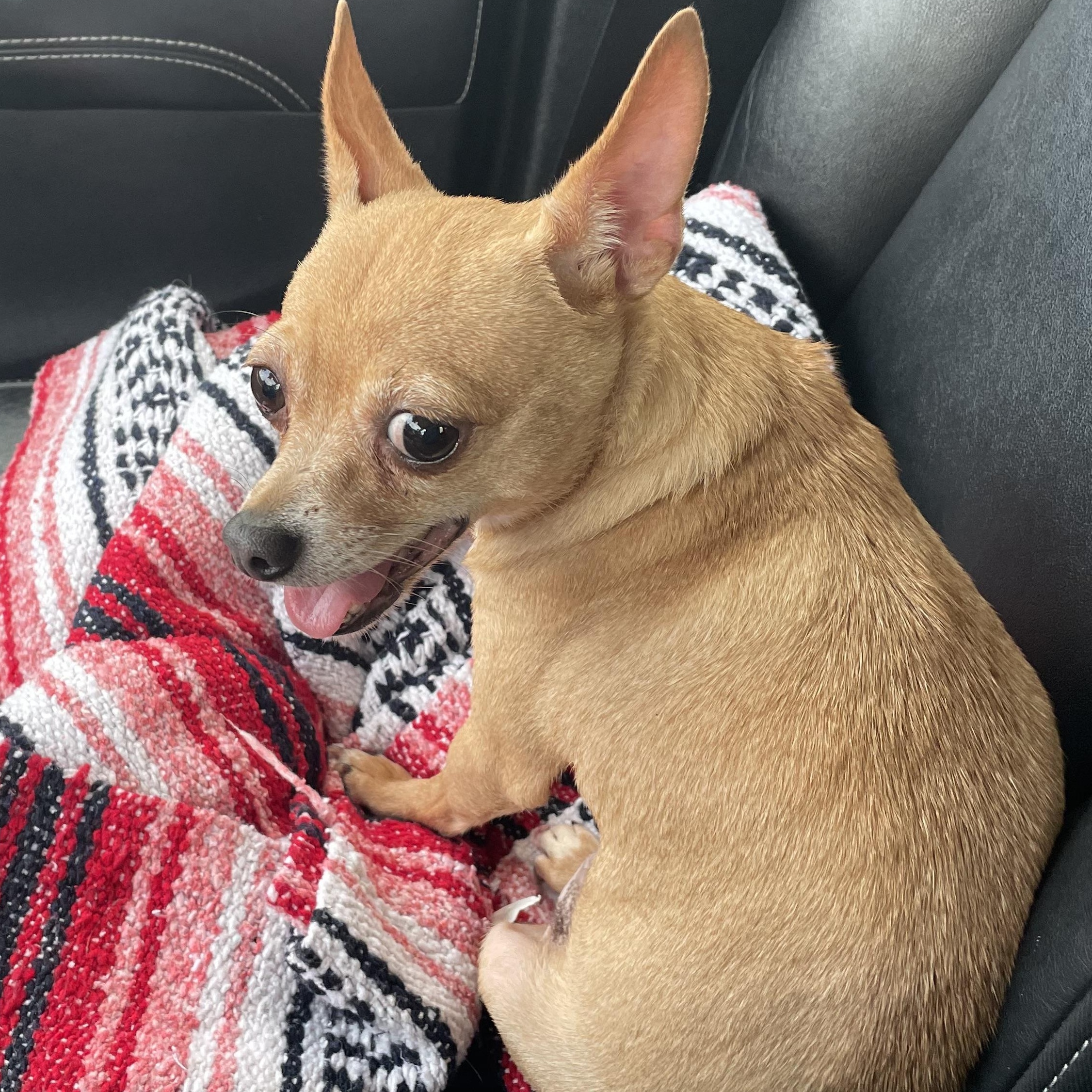 Enlarge Margie, a hold Chihuahua in Dallas, TX image 3/3