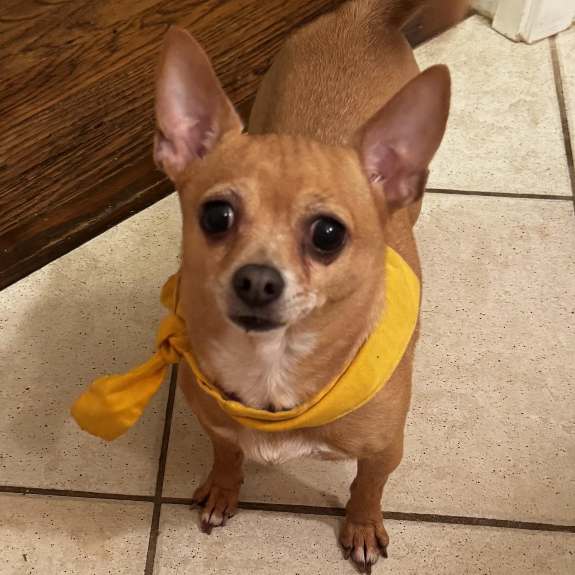 Enlarge Margie, a hold Chihuahua in Dallas, TX image 1/3