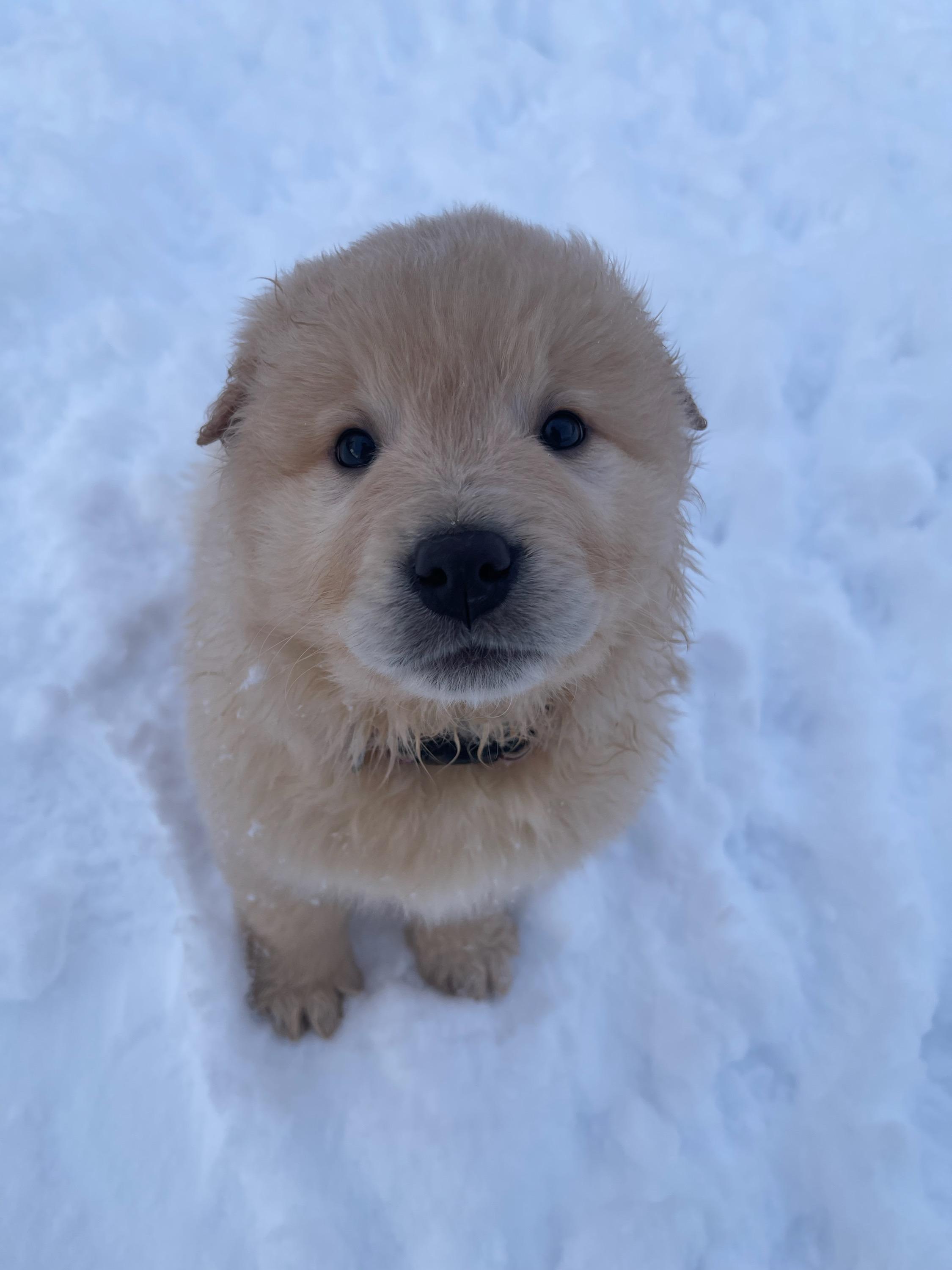 Enlarge Grazer, a Adopted mixed breed in Wasilla, AK image 1/1
