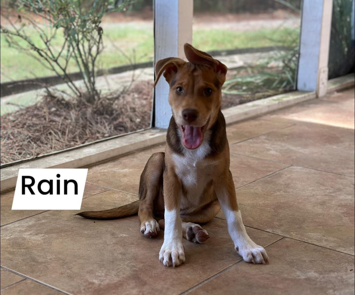 Rain photo 2