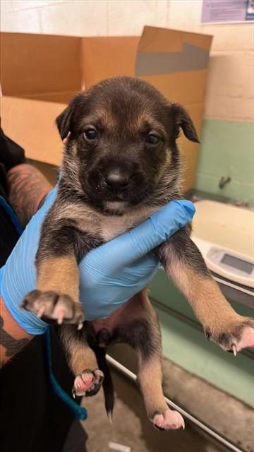 A740886, Adoptable, Puppy Female Dogo Argentino & Mixed Breed.