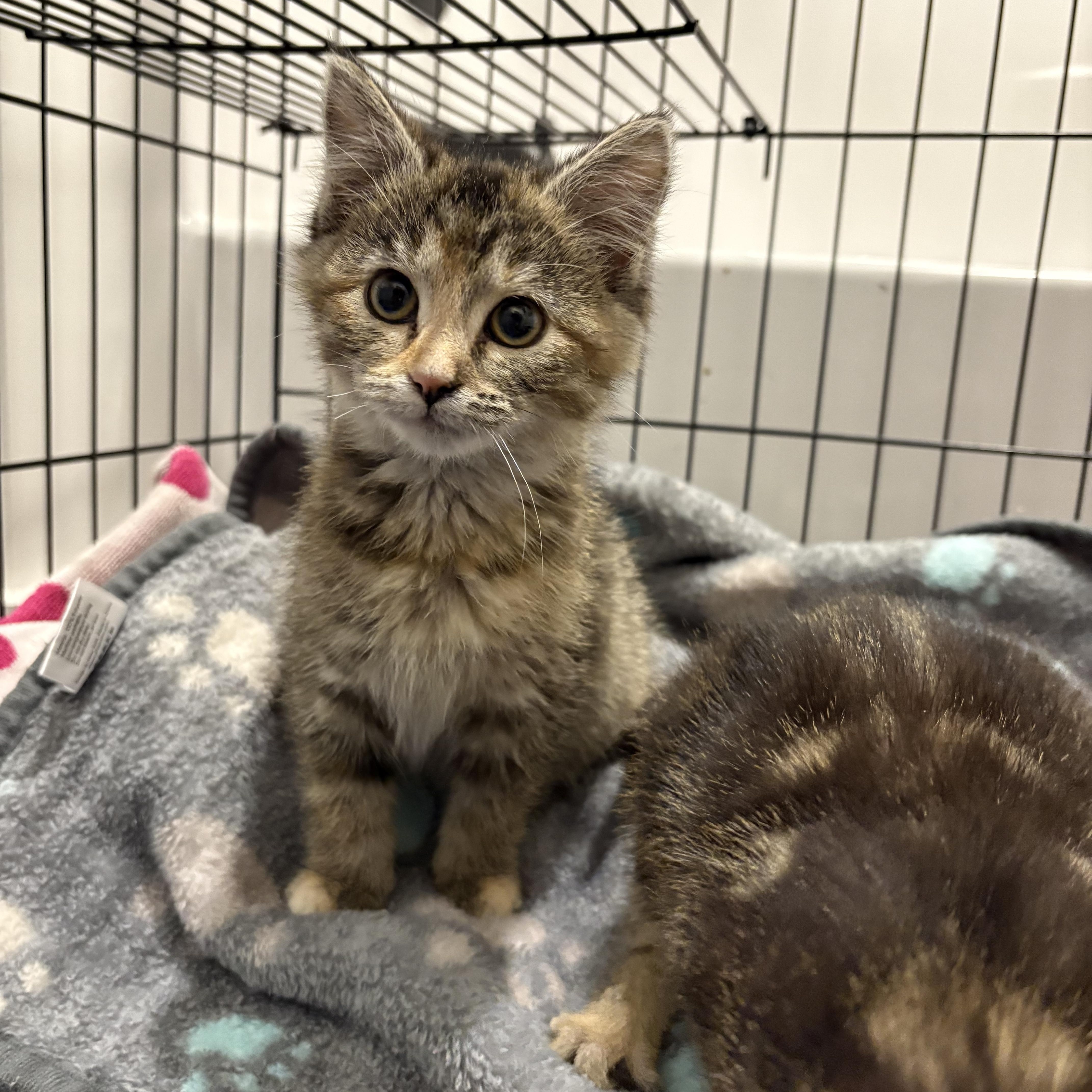 Peppermint, Adopted, Young Female Domestic Medium Hair.