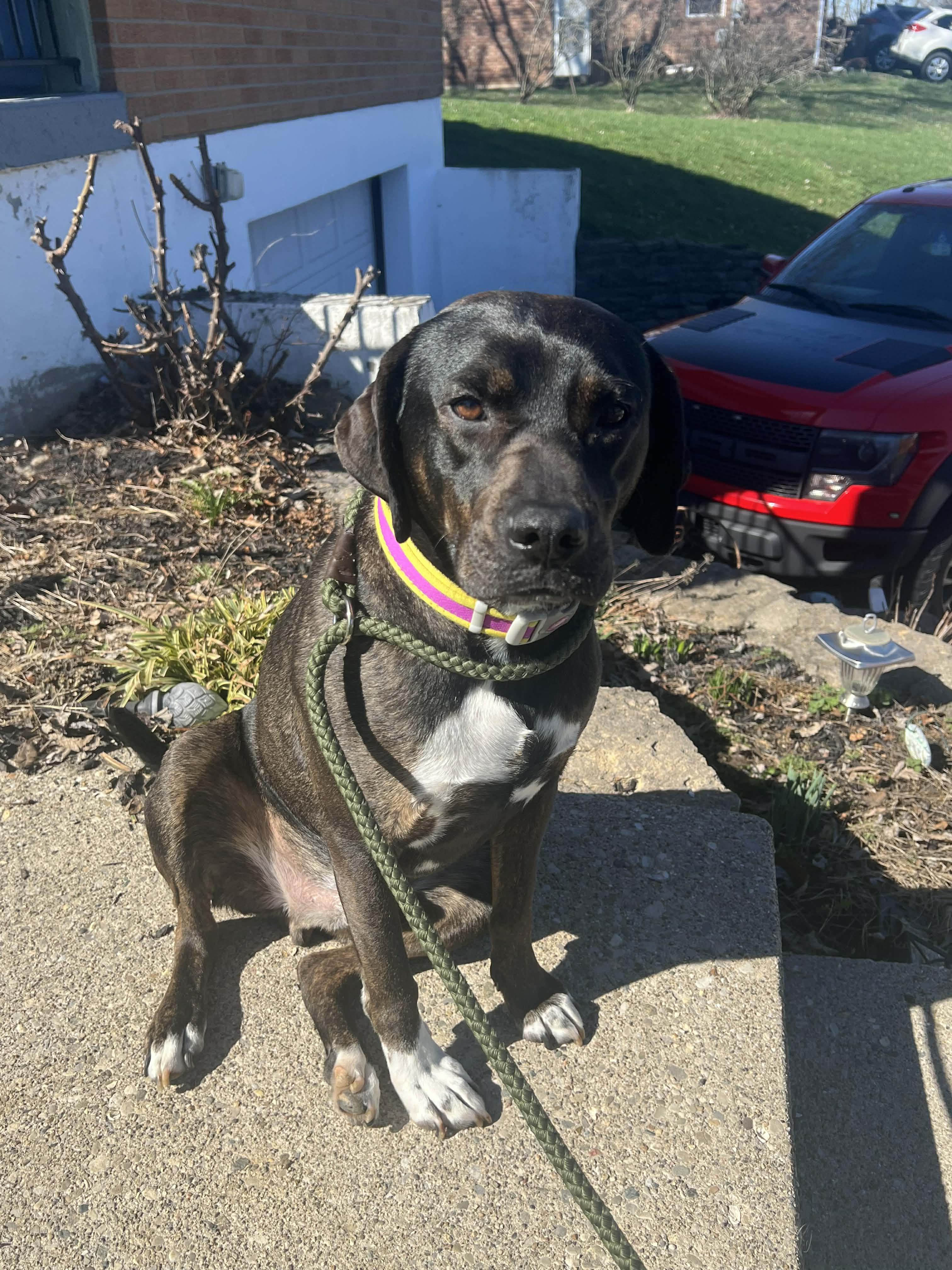 Enlarge Trevor, a Adoptable mixed breed in Brattleboro, VT image 3/4