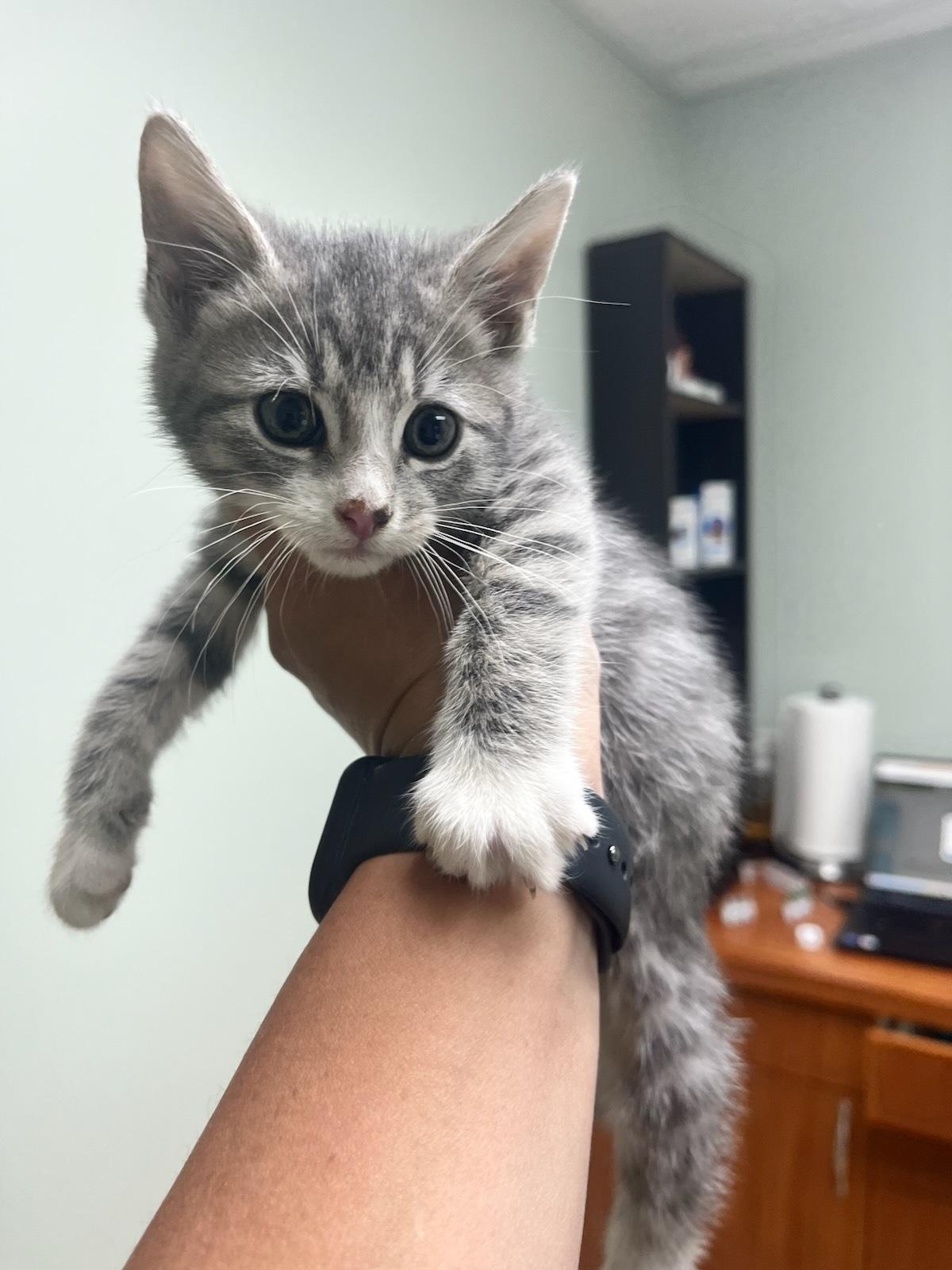 Basil, an adoptable Domestic Short Hair in wetaskiwin, AB, t9a 2j4 | Photo Image 1