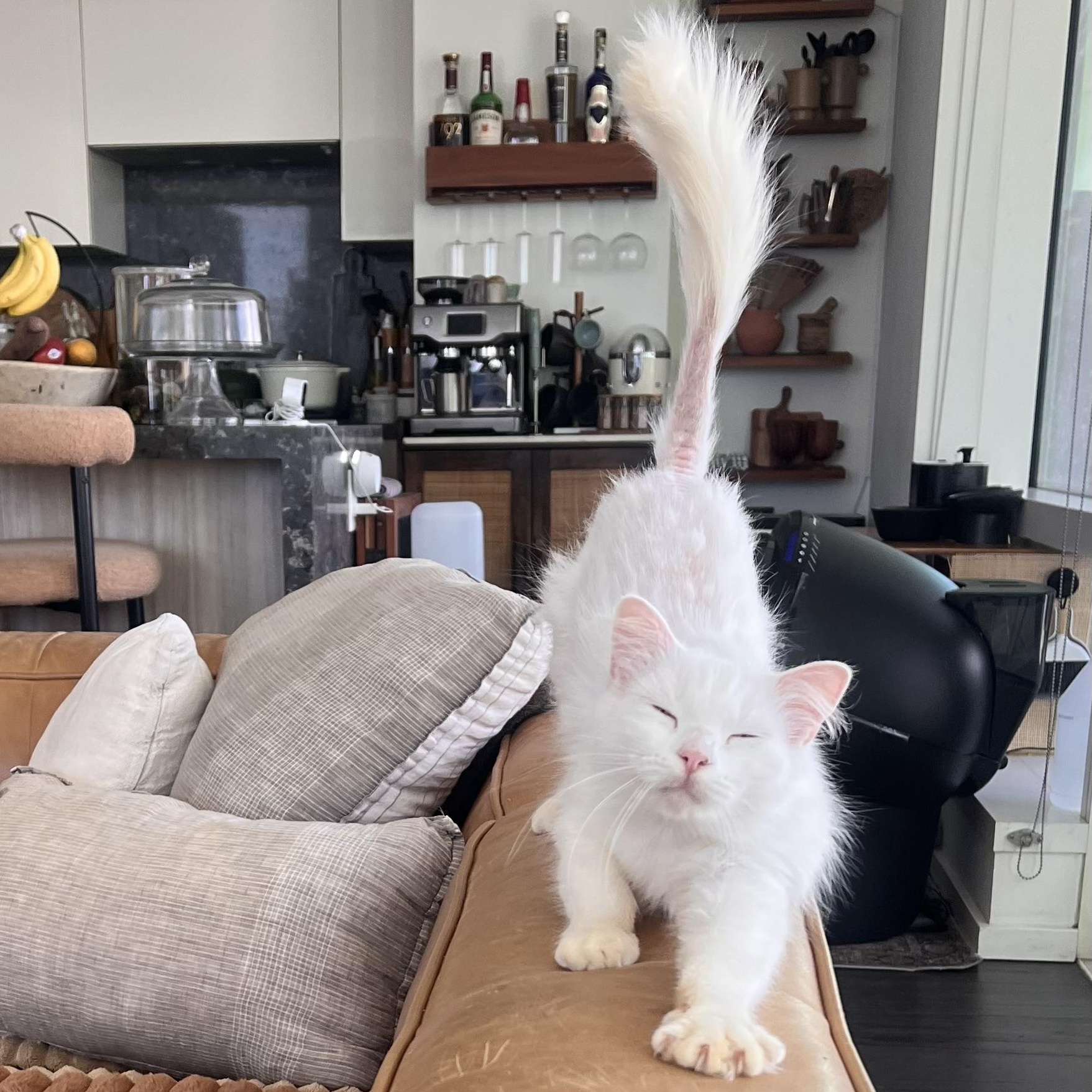 Lilah, an adoptable Turkish Angora in Pacific Palisades, CA image 5/6
