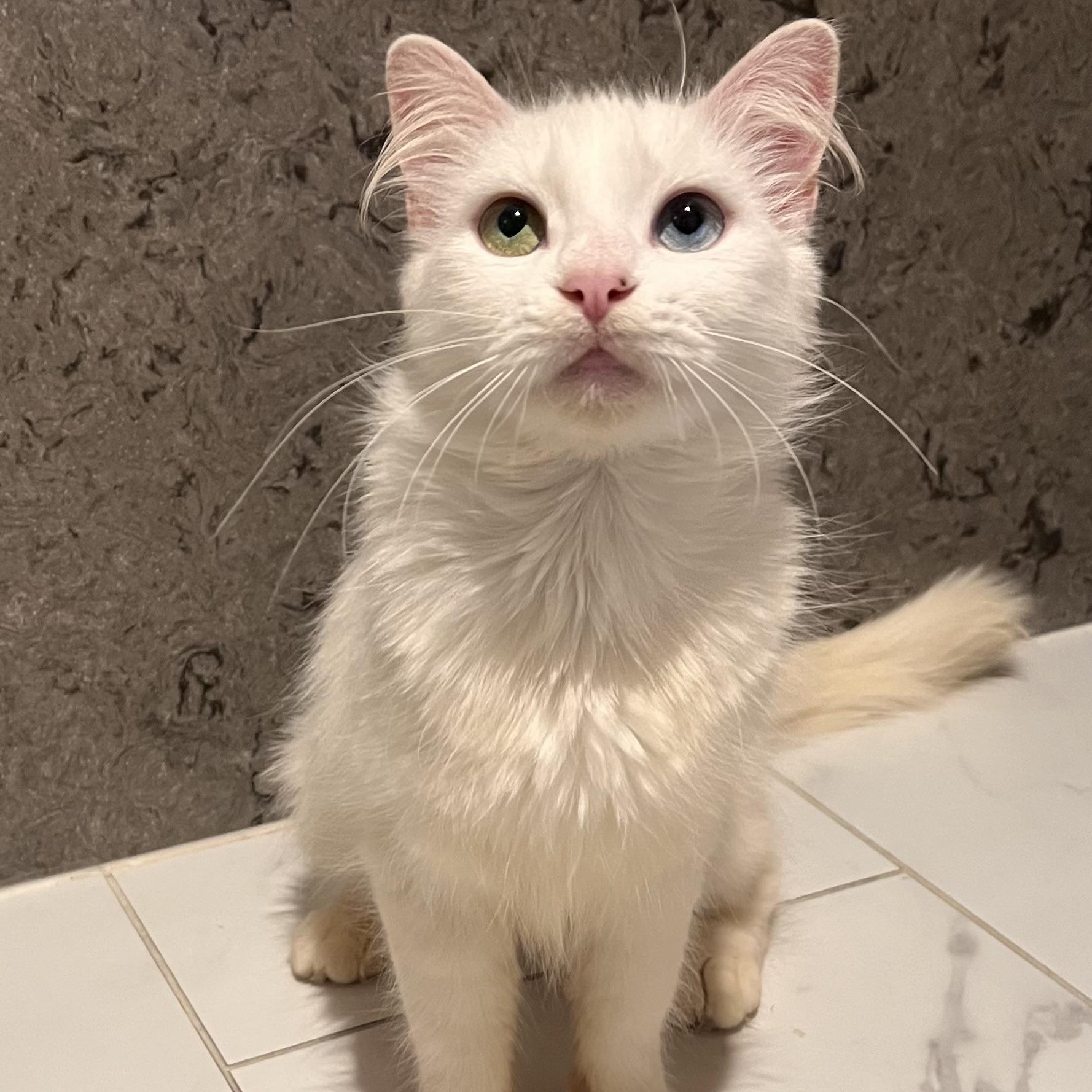Lilah, an adoptable Turkish Angora in Pacific Palisades, CA image 2/6