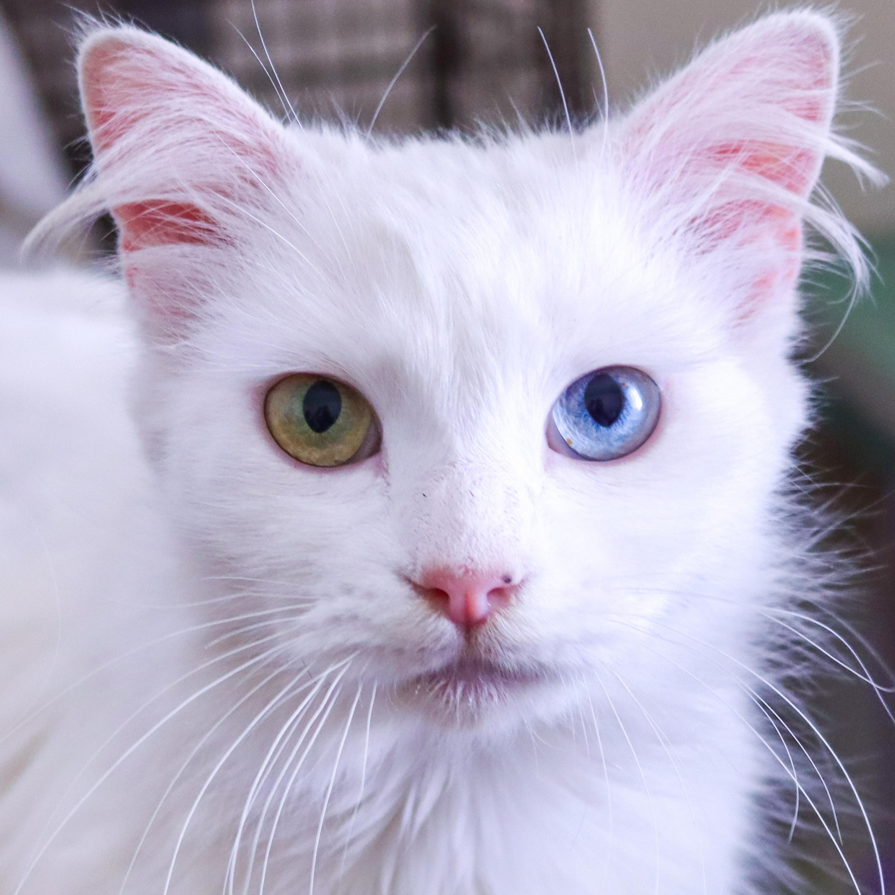 Lilah, an adoptable Turkish Angora in Pacific Palisades, CA image 1/6