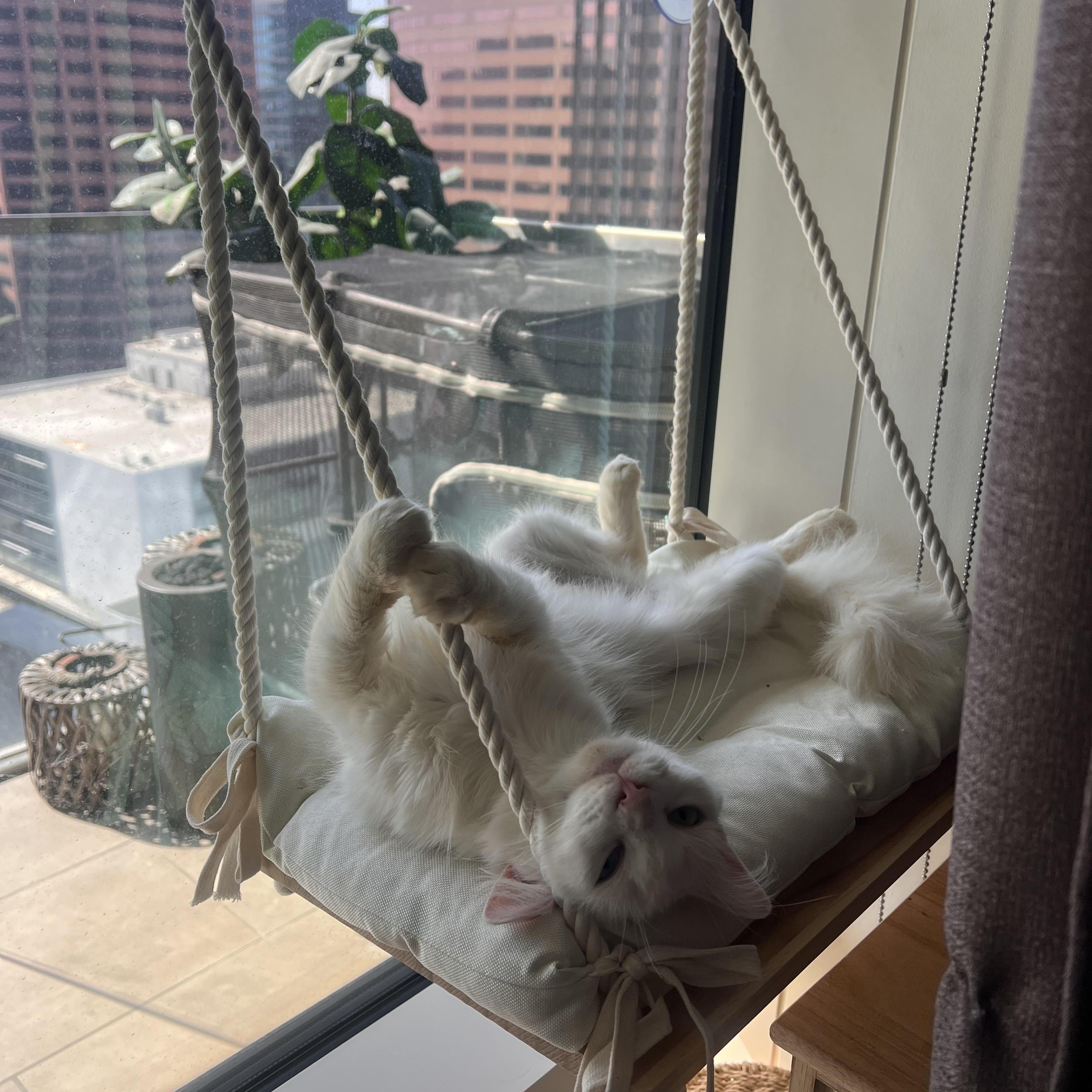 Lilah, an adoptable Turkish Angora in Pacific Palisades, CA image 6/6
