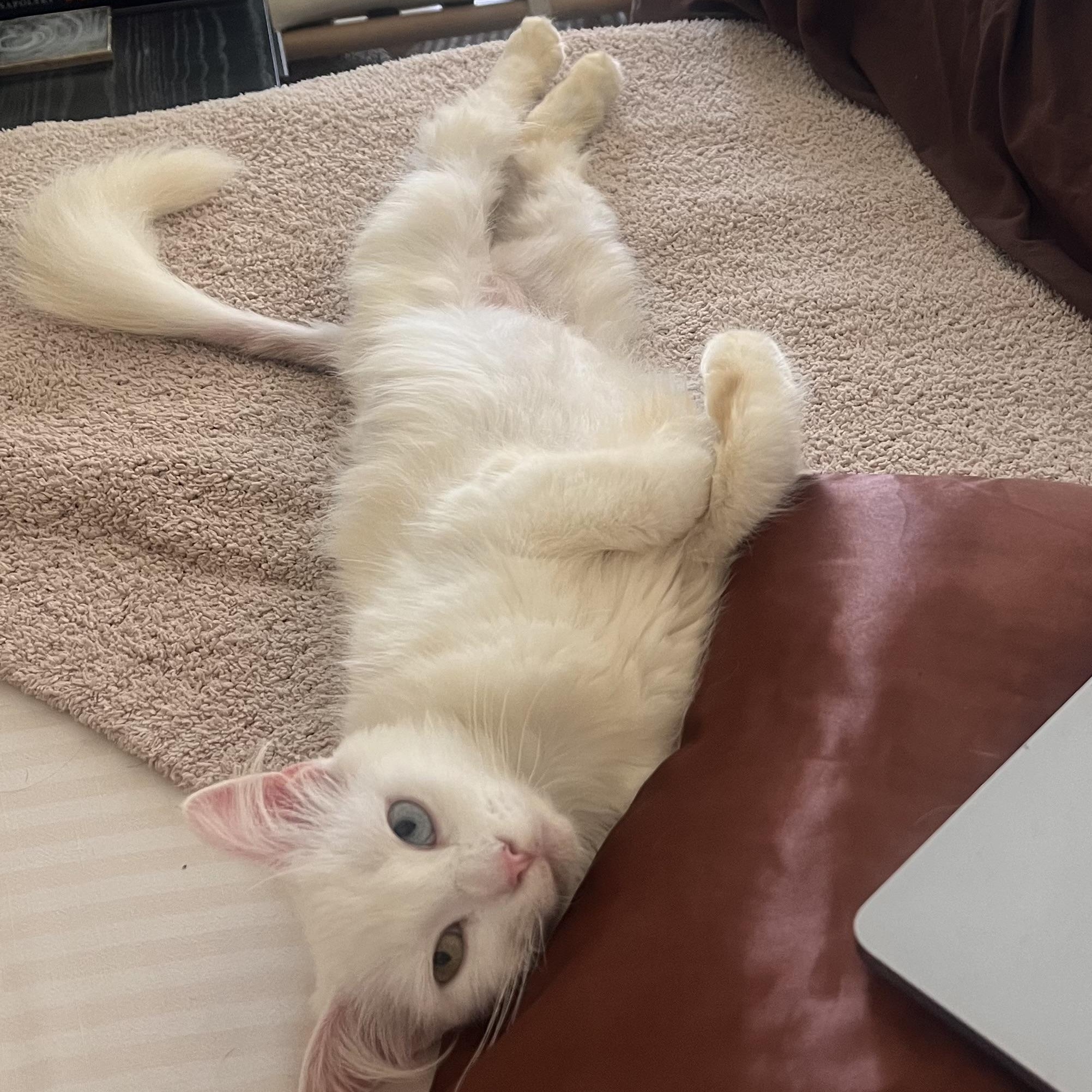Lilah, an adoptable Turkish Angora in Pacific Palisades, CA image 4/6