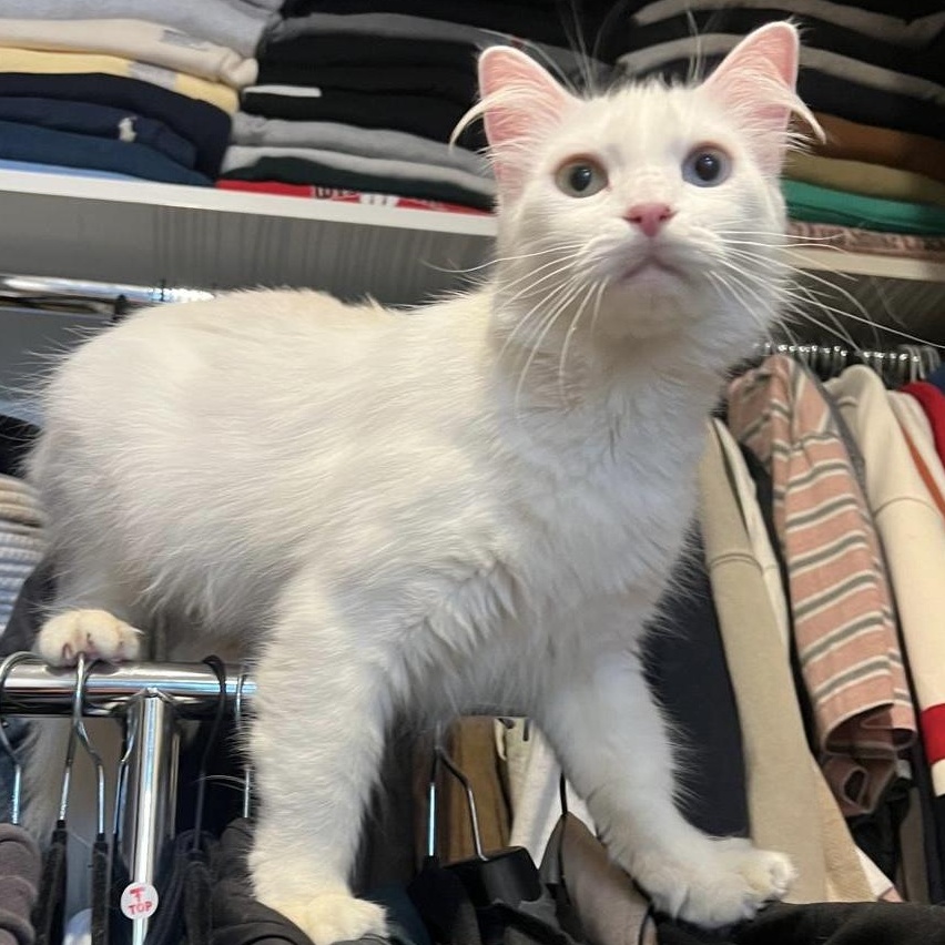 Lilah, an adoptable Turkish Angora in Pacific Palisades, CA image 3/6