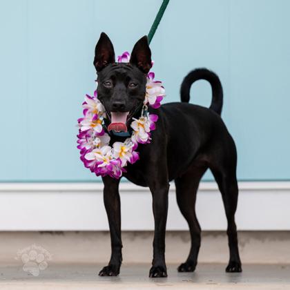 Onyx, Adoptable, Adult Female Terrier & Mixed Breed.