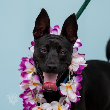 Onyx, a Adoptable mixed breed in Honolulu, HI image 2/3