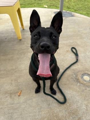 Onyx, a Adoptable mixed breed in Honolulu, HI image 3/3