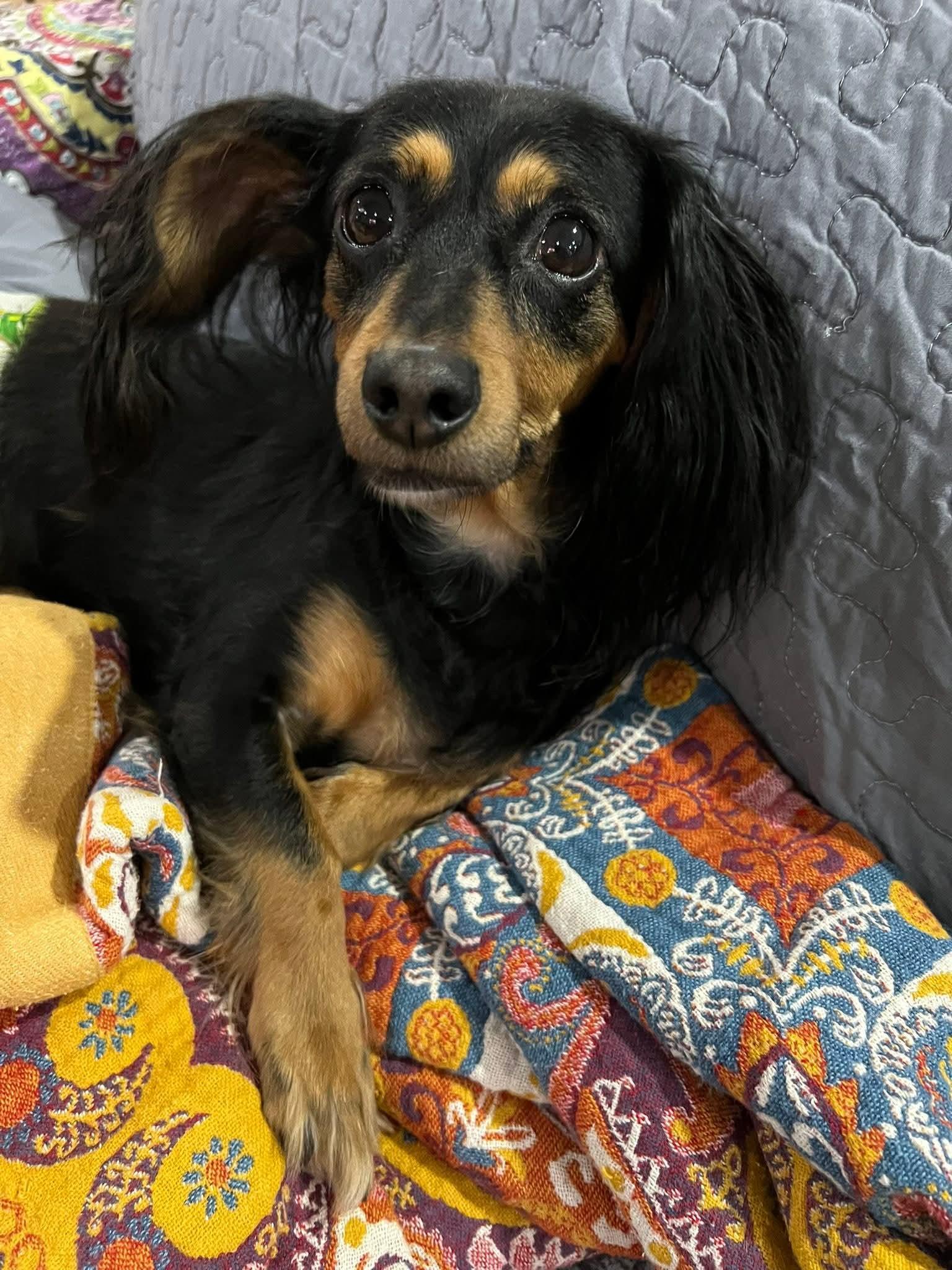 Enlarge Dakota - LOCAL ADOPTION ONLY, a ADOPTABLE Dachshund in Fort Walton Beach, FL image 3/3