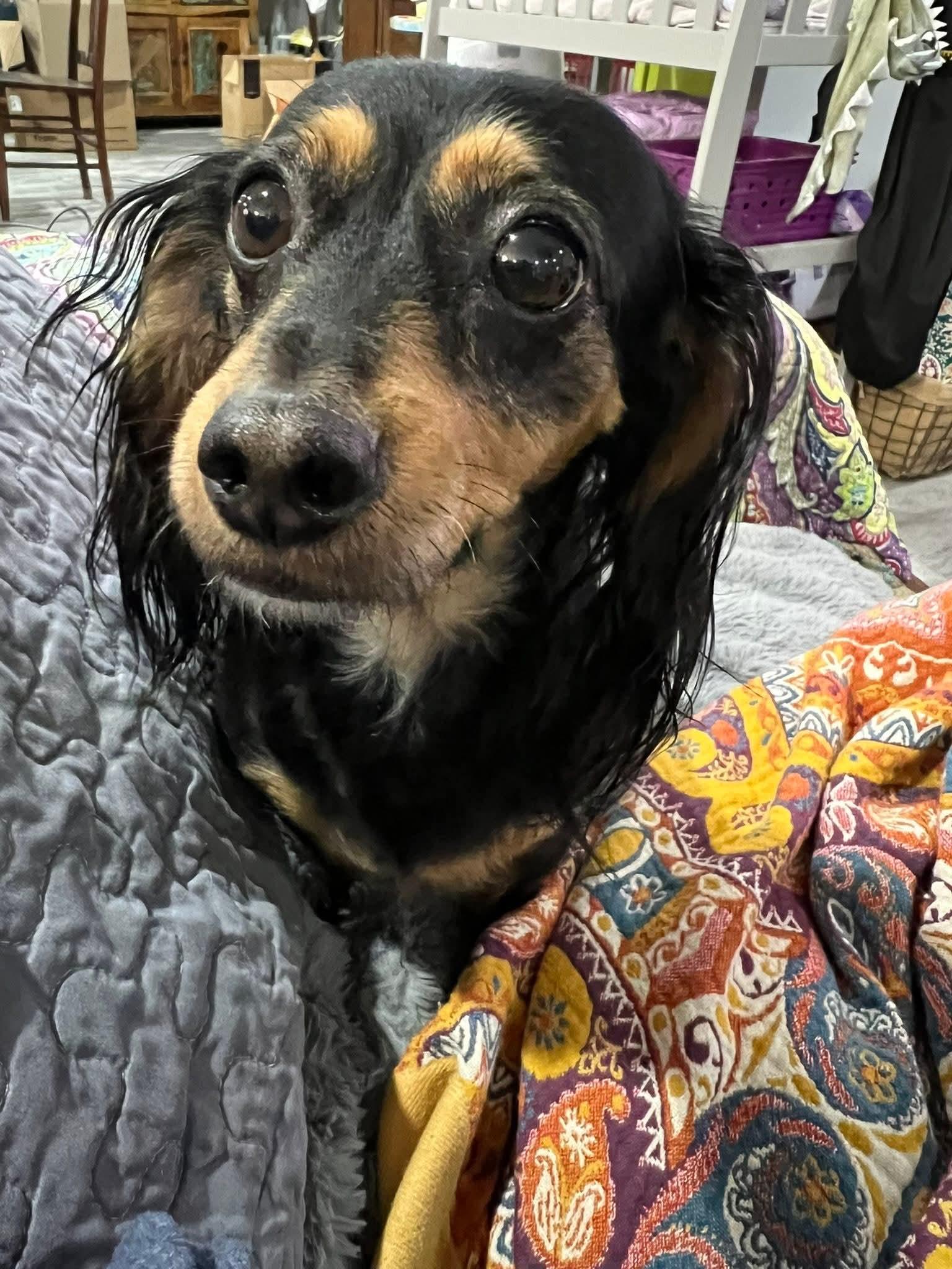 Enlarge Dakota - LOCAL ADOPTION ONLY, a ADOPTABLE Dachshund in Fort Walton Beach, FL image 2/3