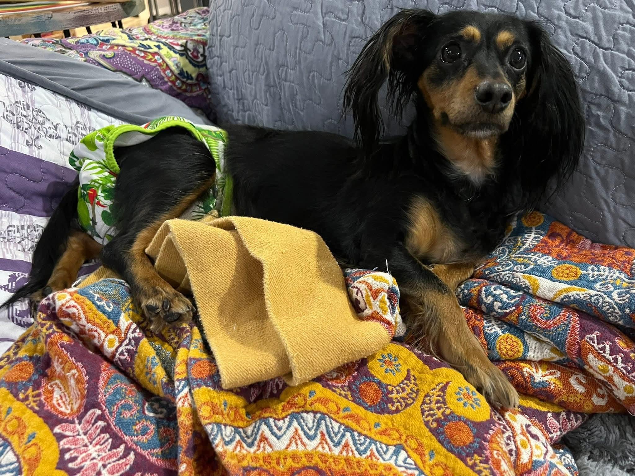 Enlarge Dakota - LOCAL ADOPTION ONLY, a ADOPTABLE Dachshund in Fort Walton Beach, FL image 1/3