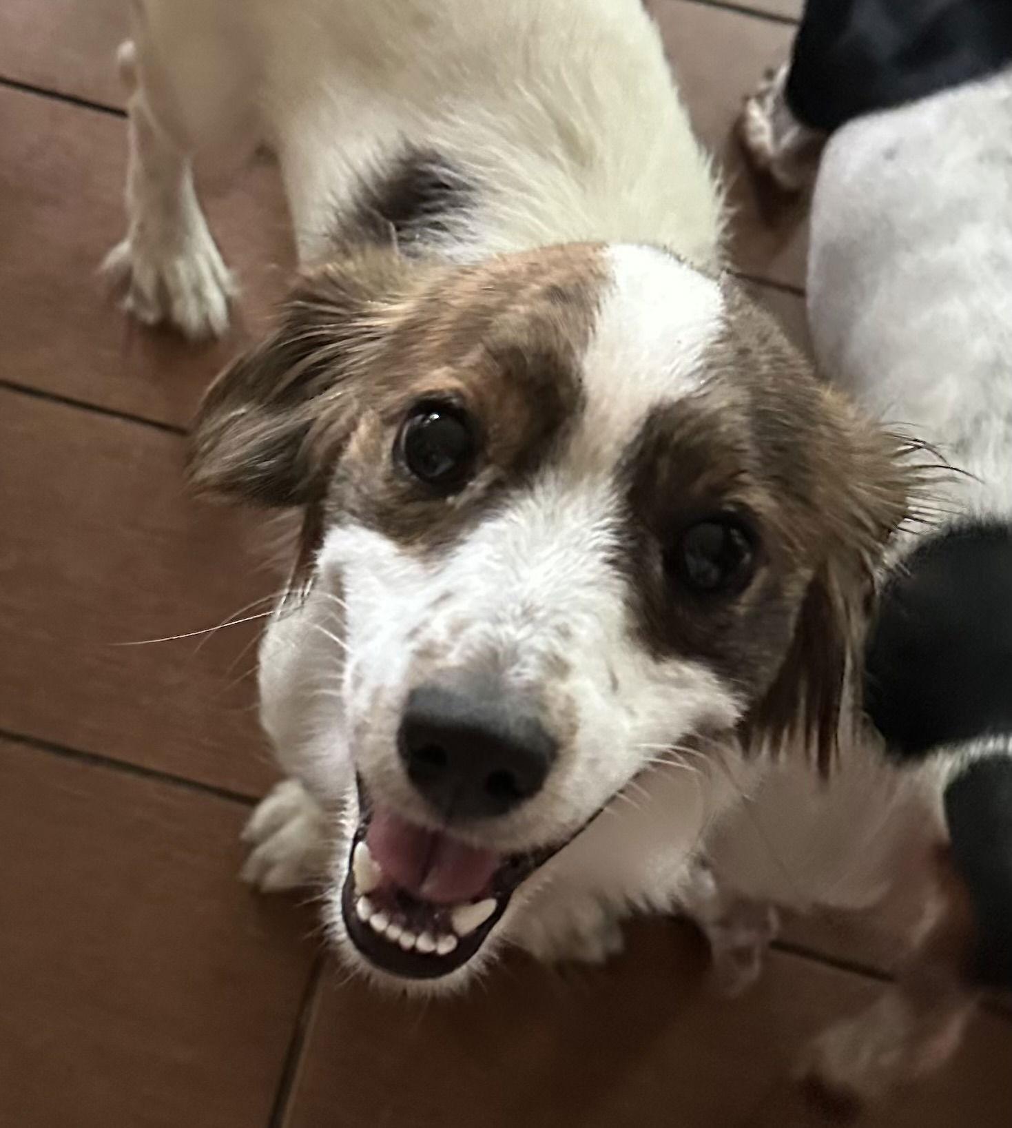 Mylo, Adoptable, Puppy Male Dachshund.