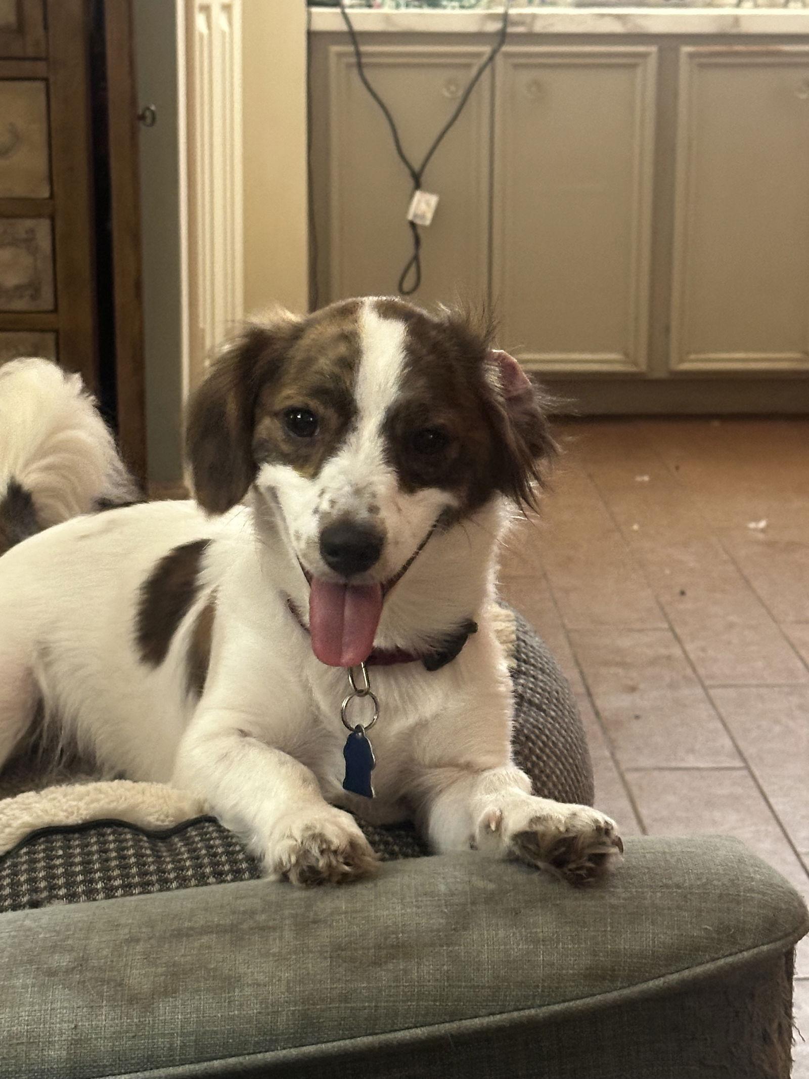 Enlarge Mylo, a Adoptable Dachshund in Pearland, TX image 2/3