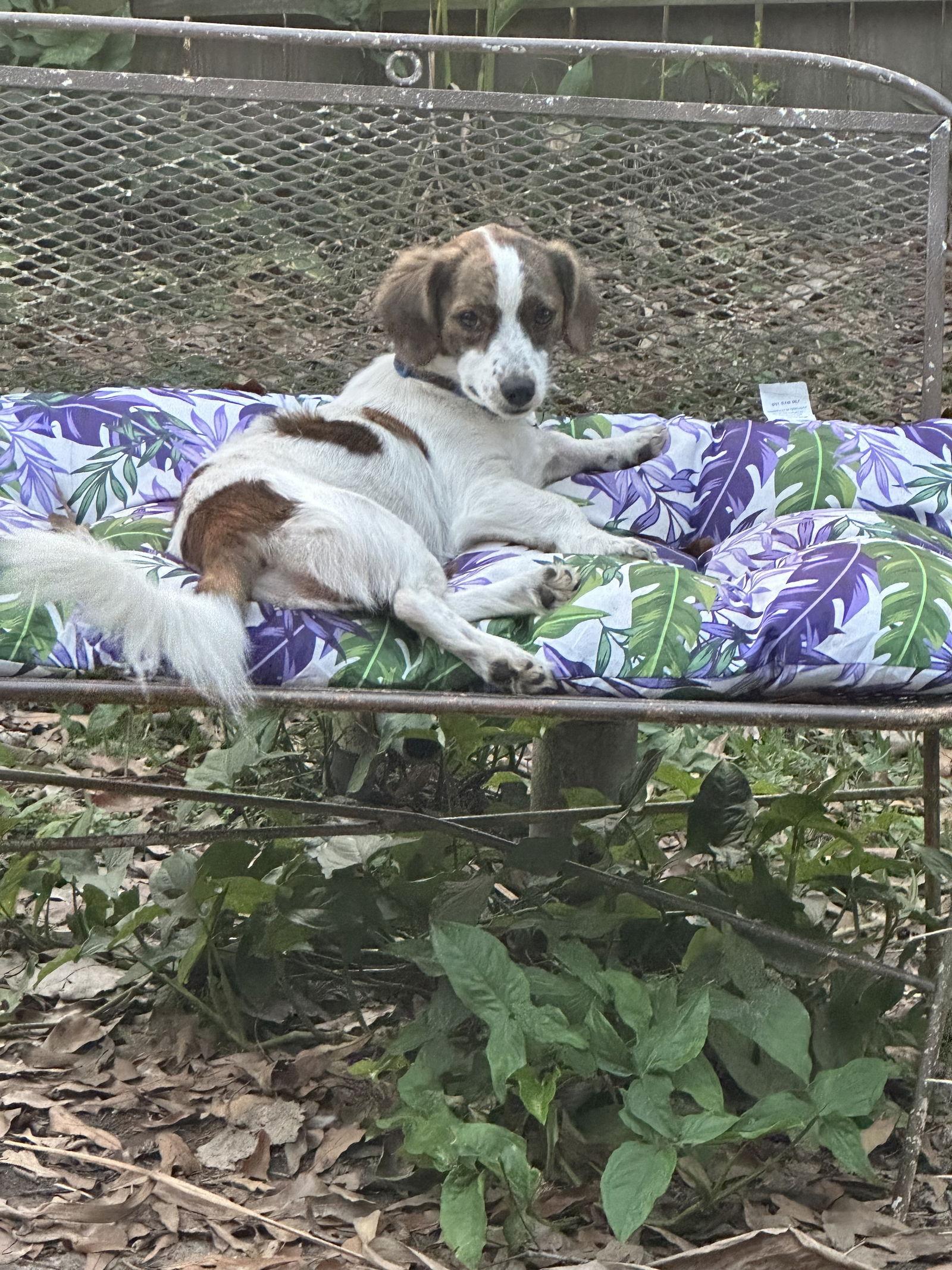 Enlarge Mylo, a Adoptable Dachshund in Pearland, TX image 1/3