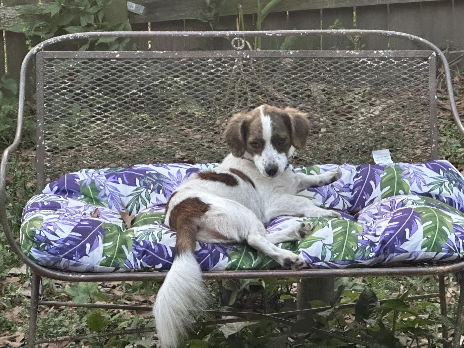 Enlarge Mylo, a Adoptable Dachshund in Pearland, TX image 2/3