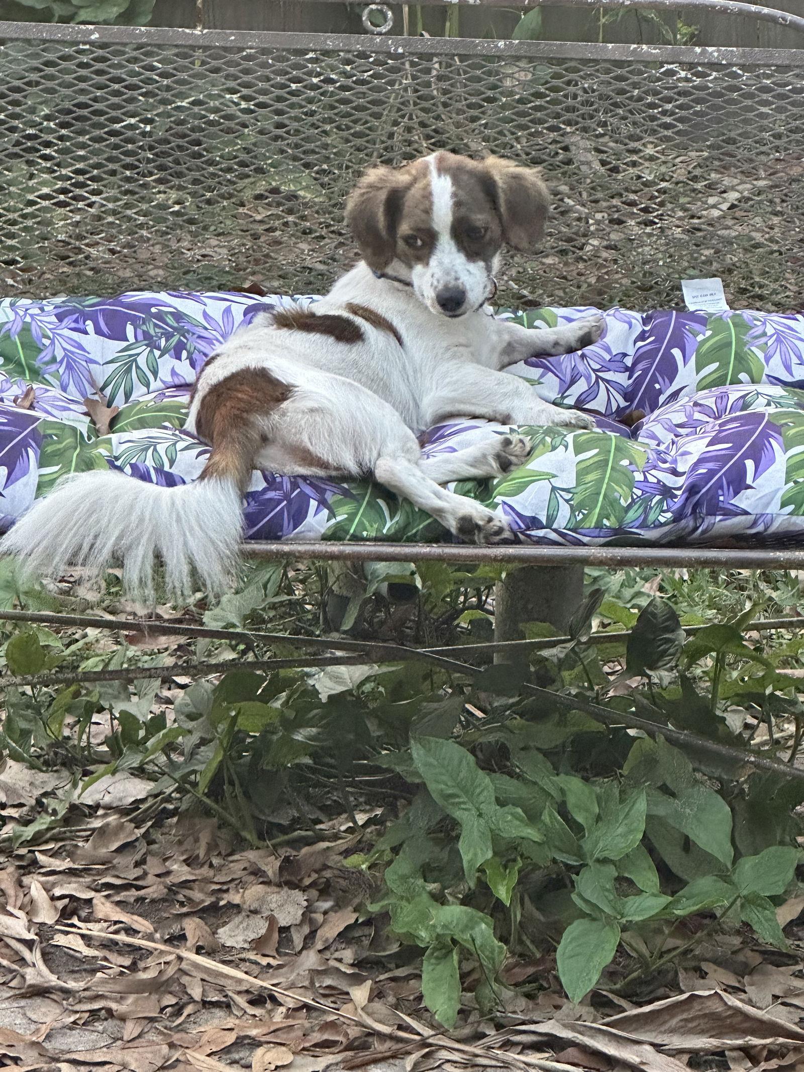 Enlarge Mylo, a Adoptable Dachshund in Pearland, TX image 3/3