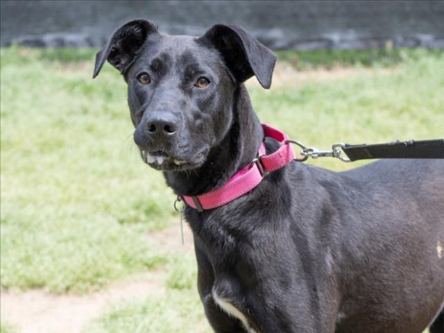 Enlarge COCOLICIOUS, a Adoptable mixed breed in Chapel Hill, NC image 1/1