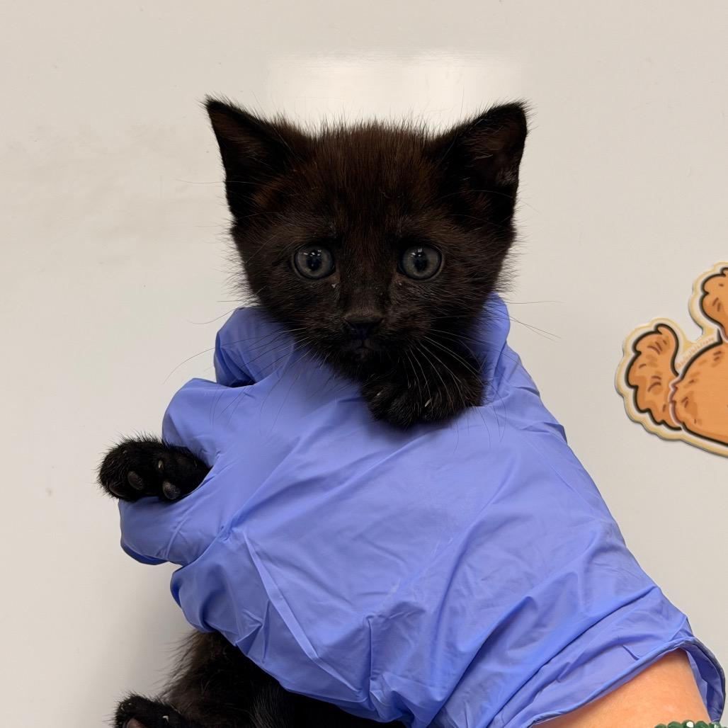 gomez, Adoptable, Kitten Male Domestic Short Hair.