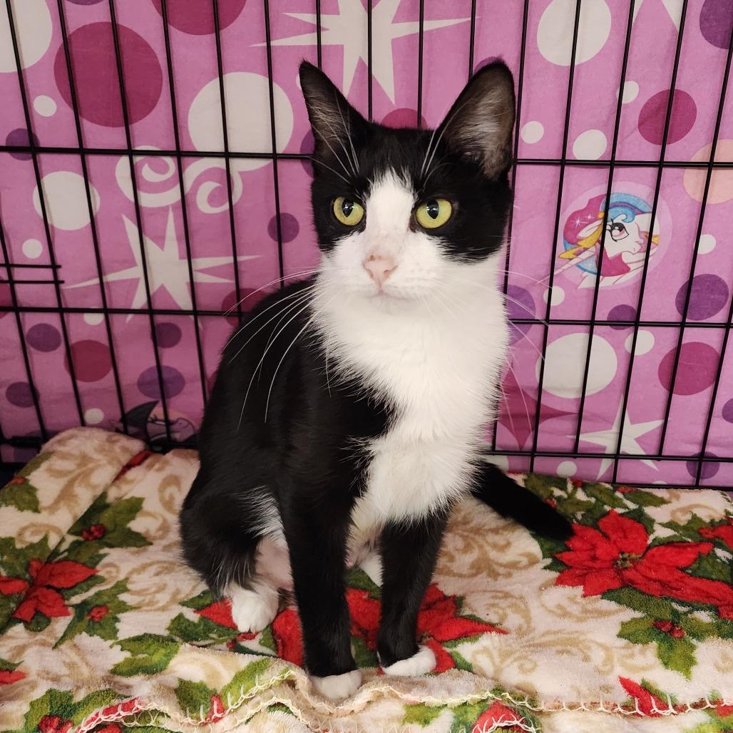Enlarge Phoebe Buffay, a Adoptable Domestic Short Hair in Monroe, MI image 1/1