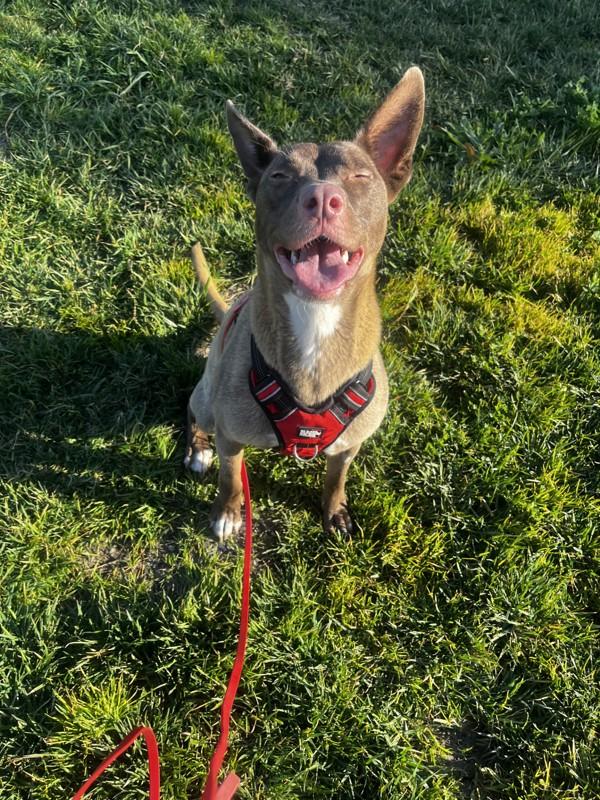Dusty Rose, Adoptable, Adult Female Australian Kelpie.