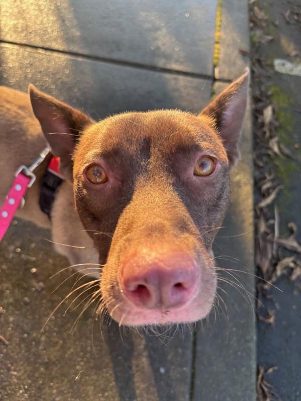 Enlarge Dusty Rose, a Adoptable mixed breed in Santa Rosa, CA image 2/6