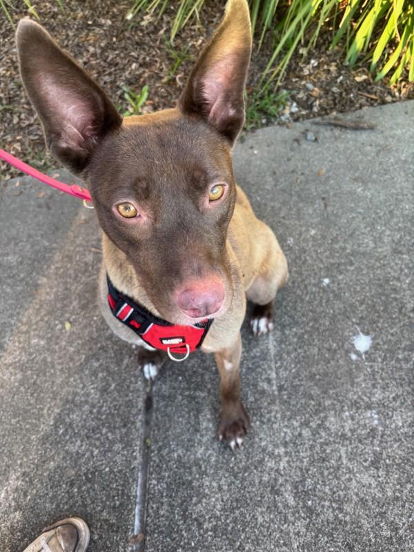 Enlarge Dusty Rose, a Adoptable mixed breed in Santa Rosa, CA image 3/6