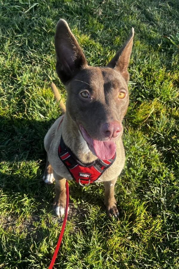Enlarge Dusty Rose, a Adoptable mixed breed in Santa Rosa, CA image 4/6