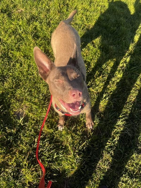 Enlarge Dusty Rose, a Adoptable mixed breed in Santa Rosa, CA image 5/6