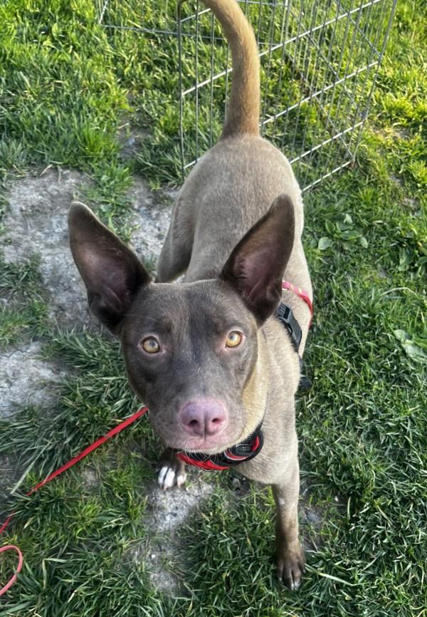 Enlarge Dusty Rose, a Adoptable mixed breed in Santa Rosa, CA image 6/6