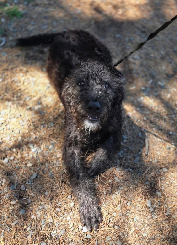 Mickey, Adoptable, Puppy Male Schnauzer.