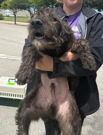Mickey, a Adoptable Schnauzer in Thompson Falls, MT image 2/3