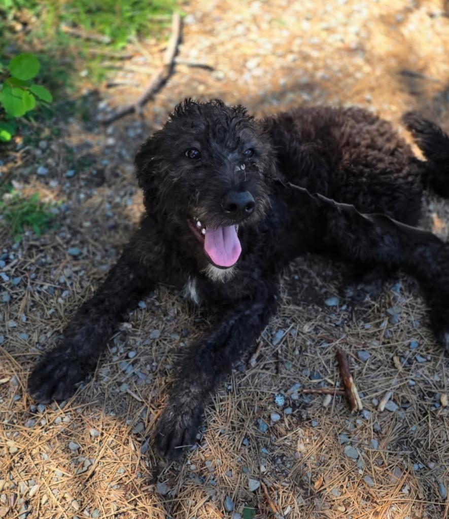 Mickey, a Adoptable Schnauzer in Thompson Falls, MT image 3/3